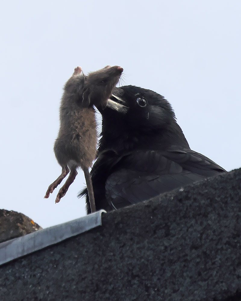 Crow and rat